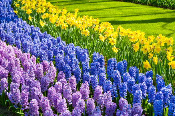 hyacinth