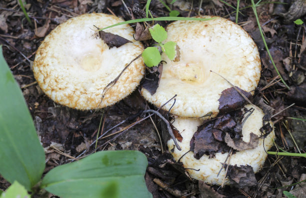 神奇蘑菇