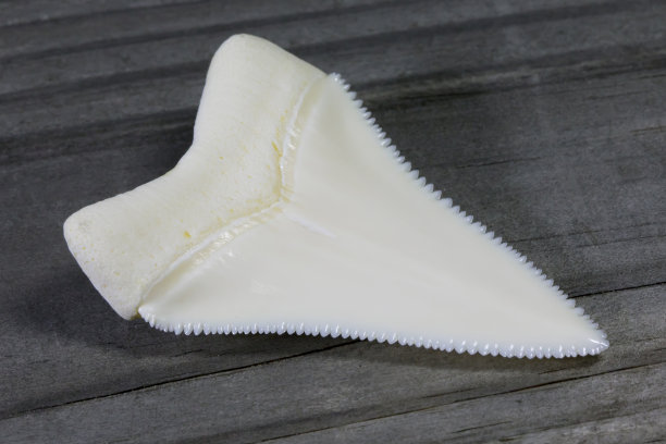 shark