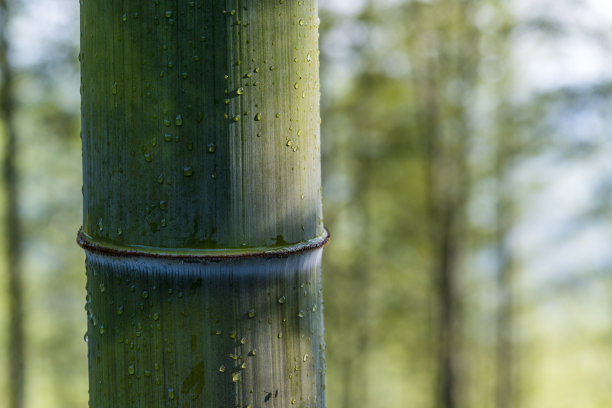 bamboo