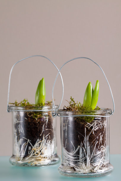 hyacinth
