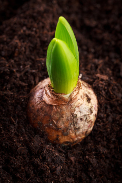 hyacinth