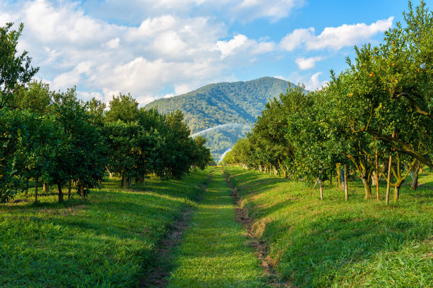 orchard