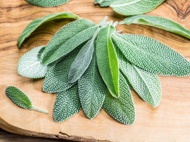 salvia