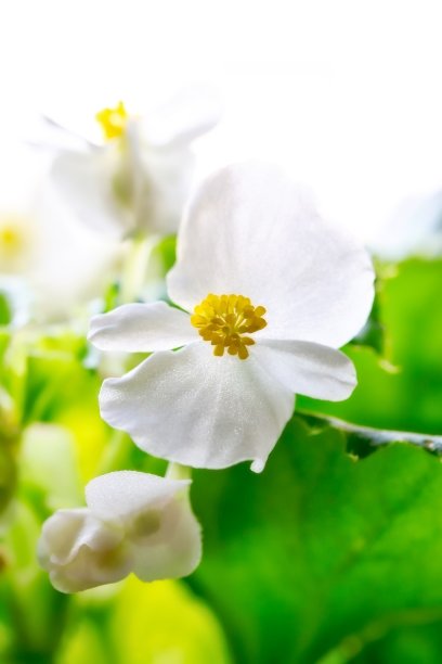 begonia
