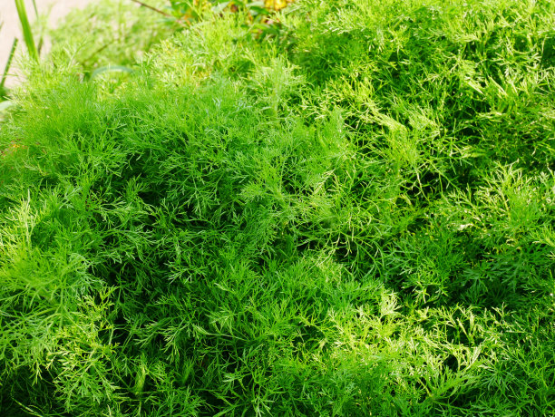 fennel