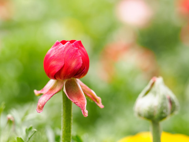 牡丹花,牡丹花苞