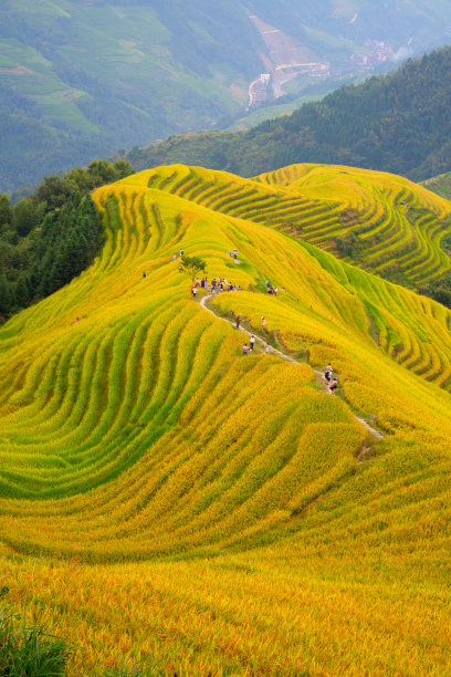 乡村与稻田景观