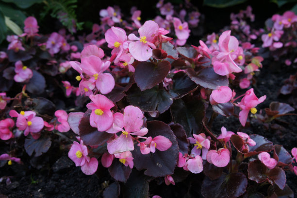 begonia
