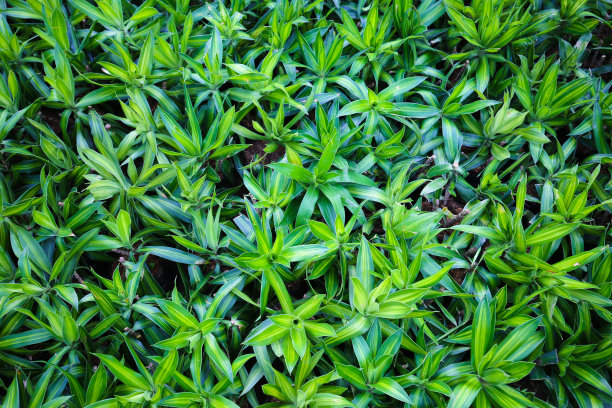 植物墙绿色植物