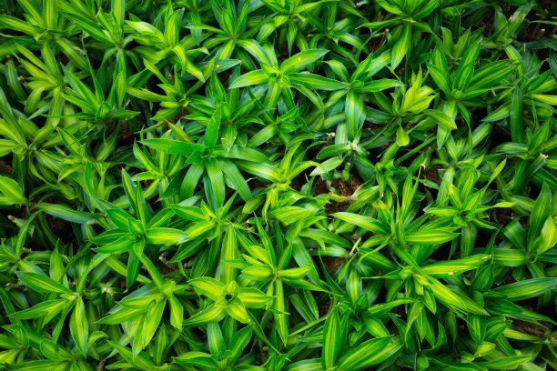 绿色植物墙,绿植,植物墙