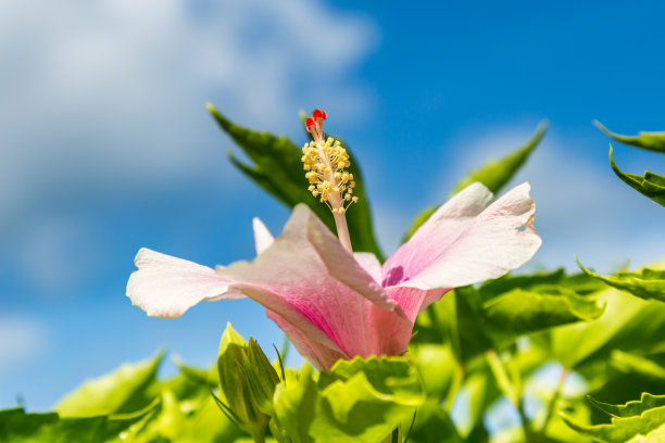 hibiscus