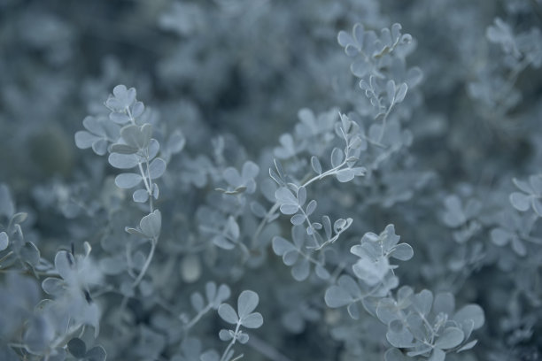 植物口香糖