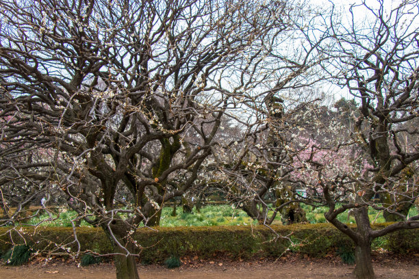 白梅花蓝天背景