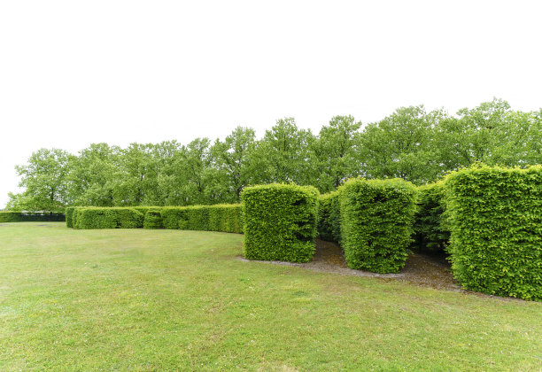 shrub