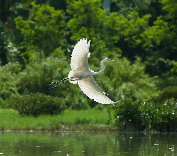 egret