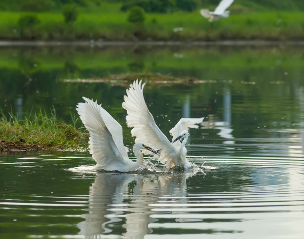 egret