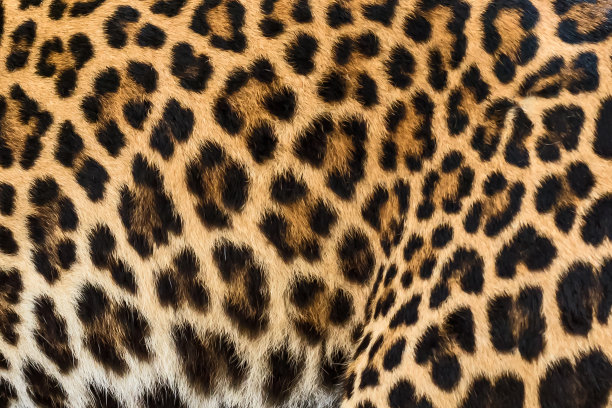 美洲虎