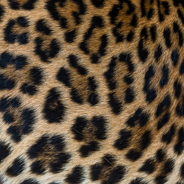 南美洲虎猫