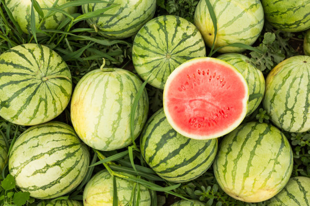 watermelon