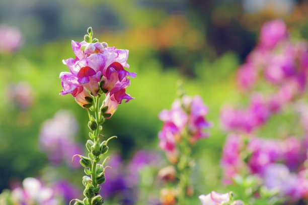 snapdragon
