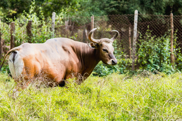 ox