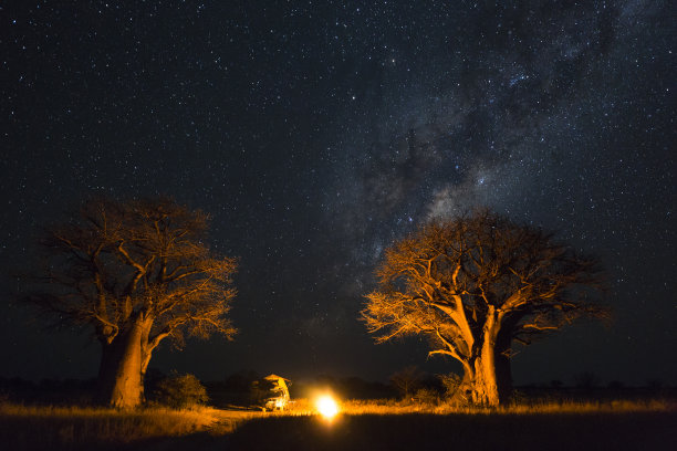 baobab