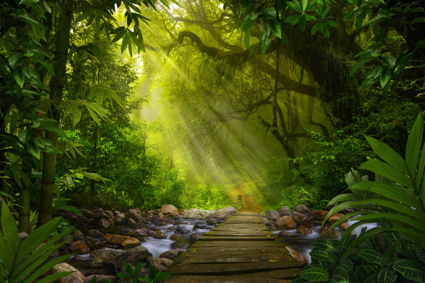 jungle