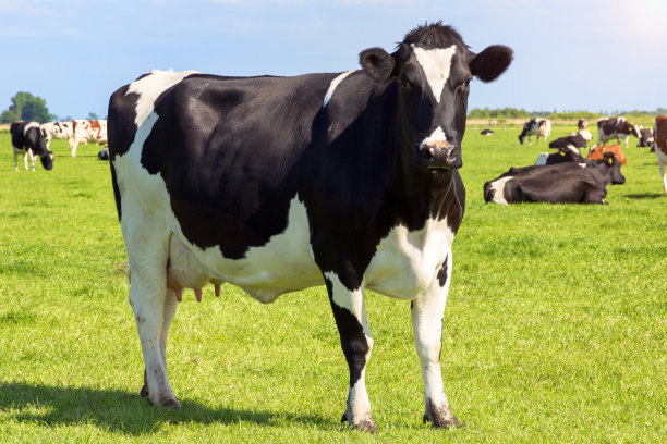 cow