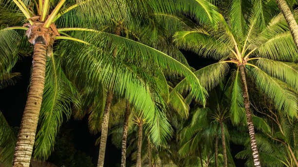 椰树景观