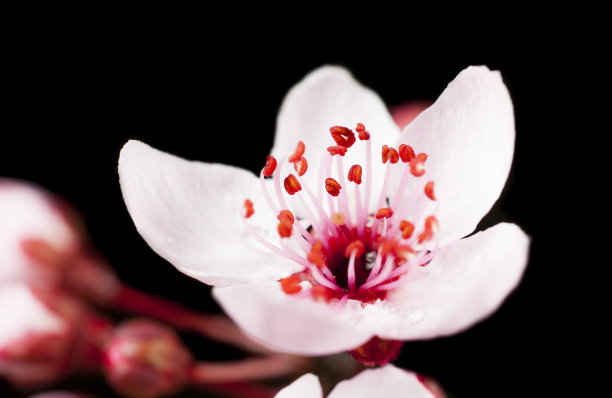 stamens