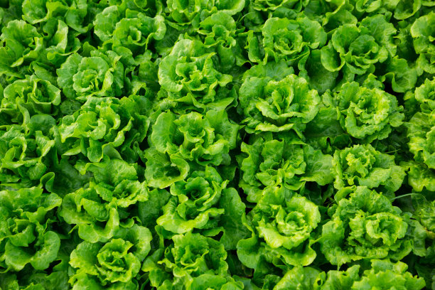 lactuca