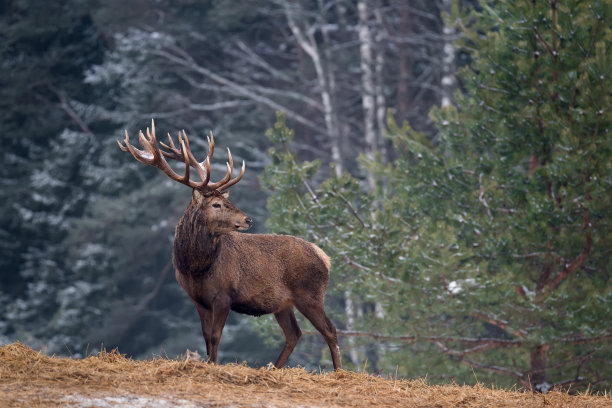 deer