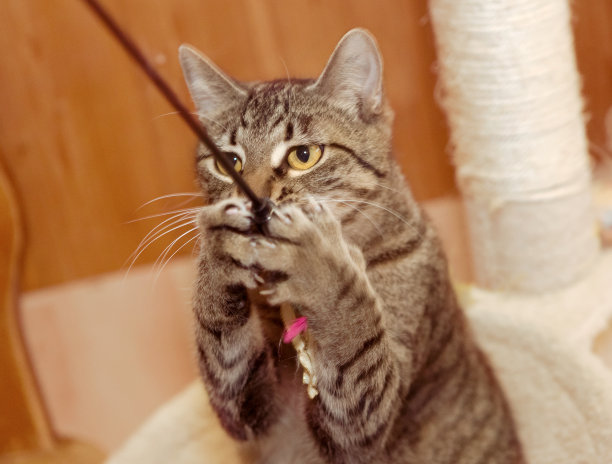 猫的动态图片大全 猫的动态设计素材 猫的动态模板下载 猫的动态图库 昵图网soso Nipic Com