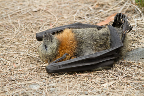 bat