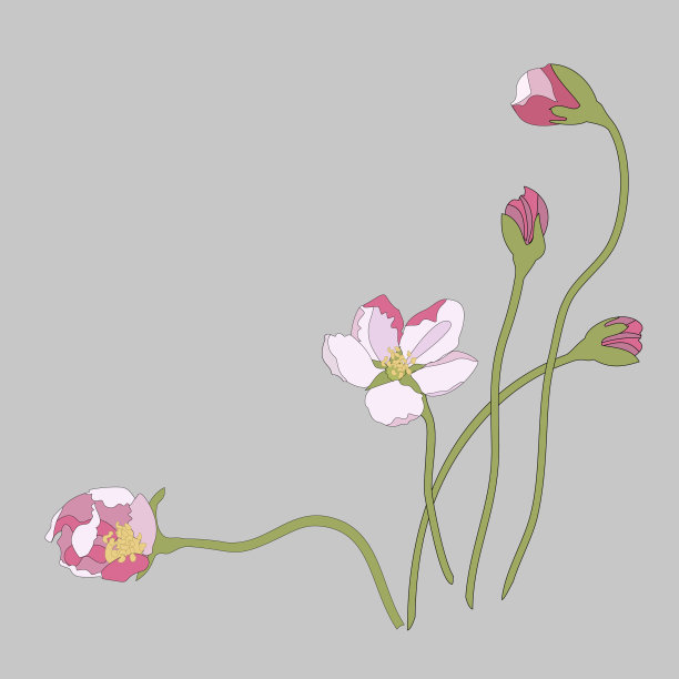 开花时间间隔