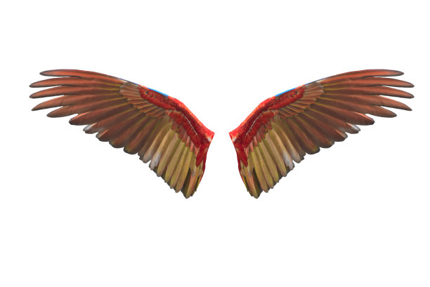 macaws