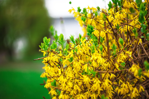 forsythia