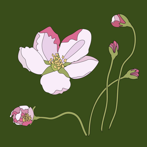 开花时间间隔