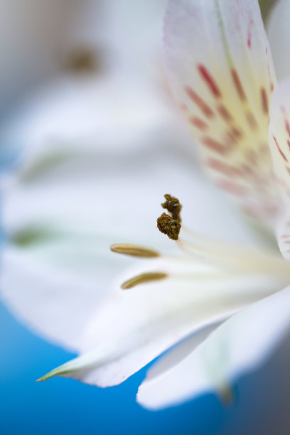 葵花特写希望的田野