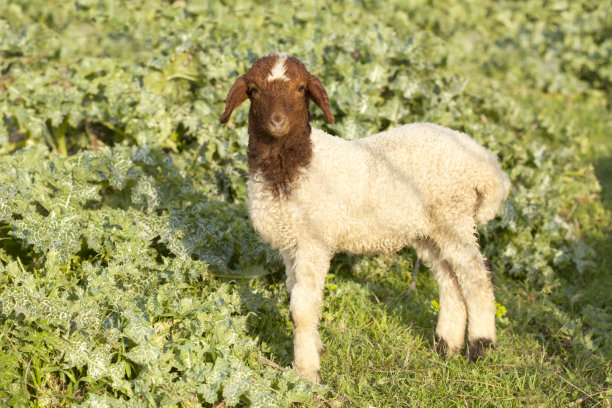 sheep