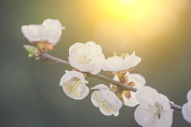 全国生态日背景
