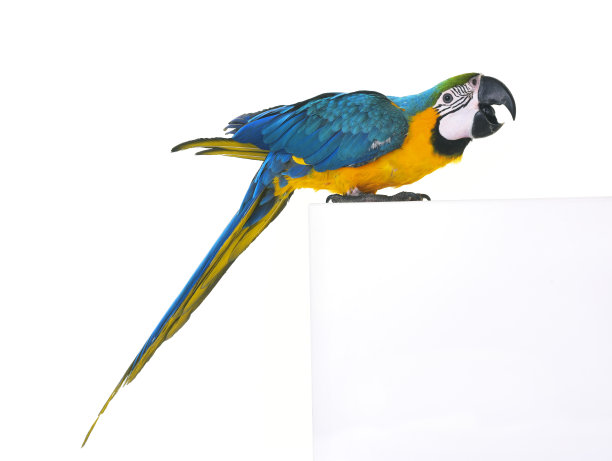 anodorhynchus