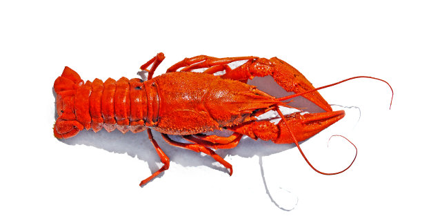 crawdad