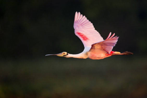 ibis