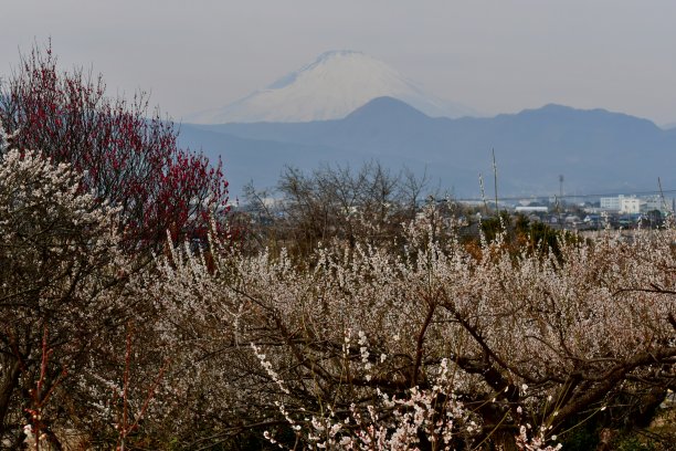 雪梅