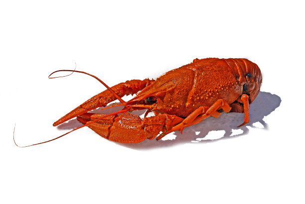 crawdad