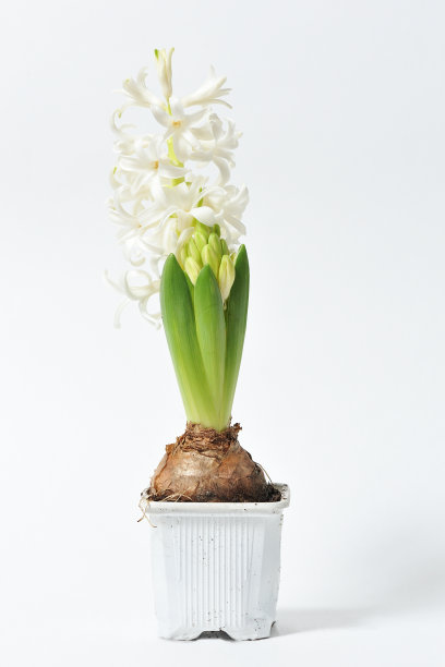 hyacinth