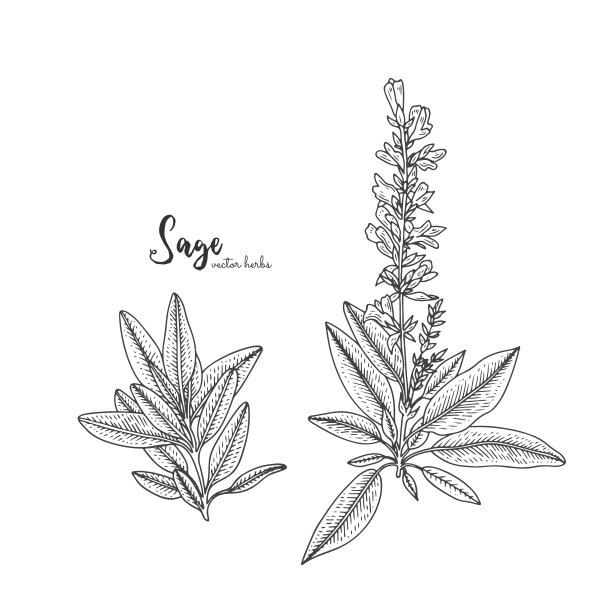 sage