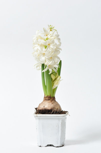 hyacinth